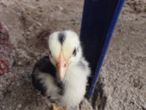 Little chick! ahhhhhhh