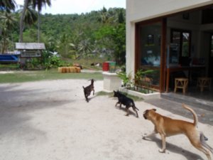 The shop dogs chasing a poor goat!