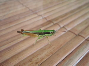 Beady eyed grasshopper