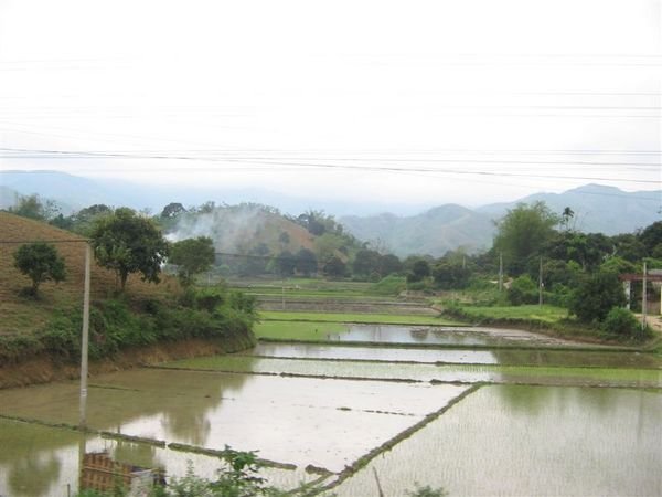 Rice fields with the mountains behind (Sapa)