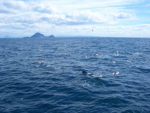 16 Dolphins and gannets