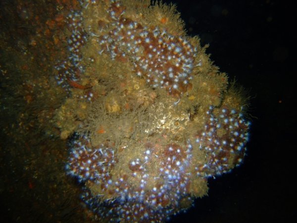 Anemones on the rudder of the 'Himma'