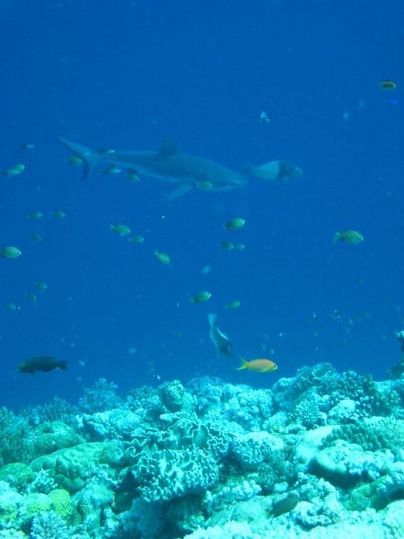 Sharks on the Reef