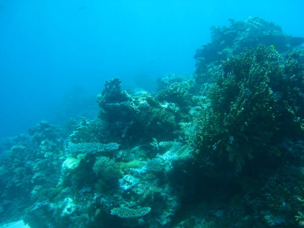 Reefs at Ulong Channel