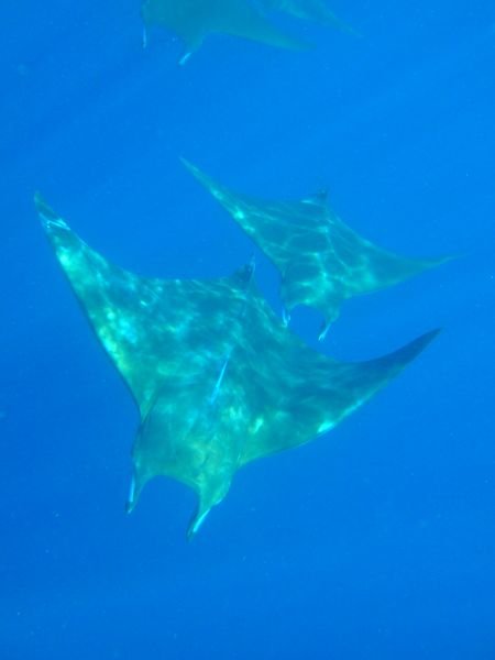 Devil Rays fly in formation