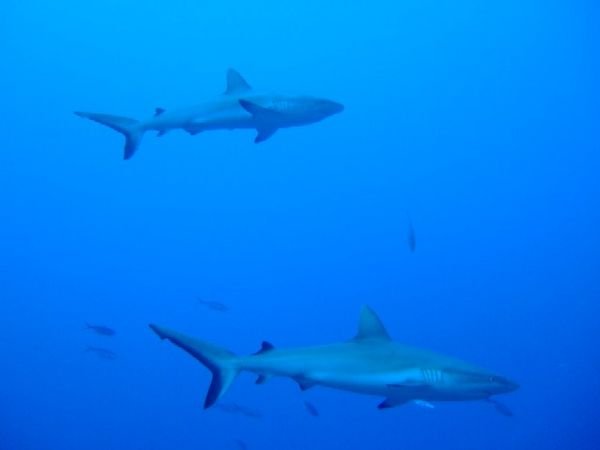 Grey Reef Sharks patrol the reef edge