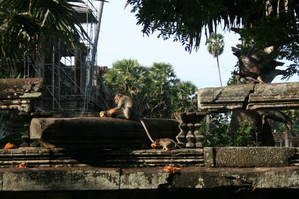 Monkeys at Angkor Wat