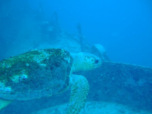 Turtle over the wreck
