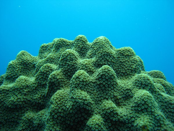 Sunbathing Coral