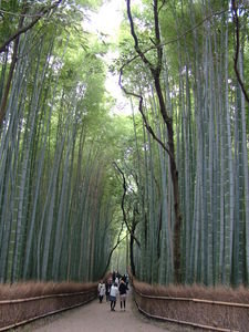 Bambusovy les