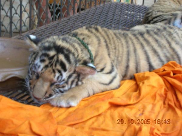Baby tiger cub