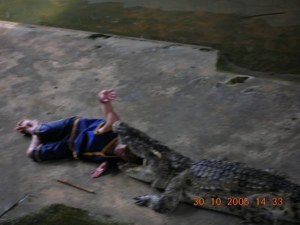 Crocodile wrestling show