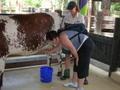 Laurie milking a cow!