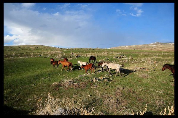 Wild horses running free in Kars