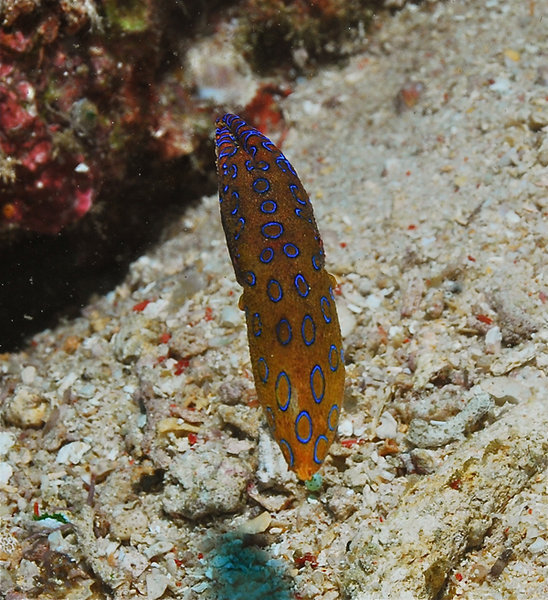 A blue ringed octopus. A brilliant find by Yok.