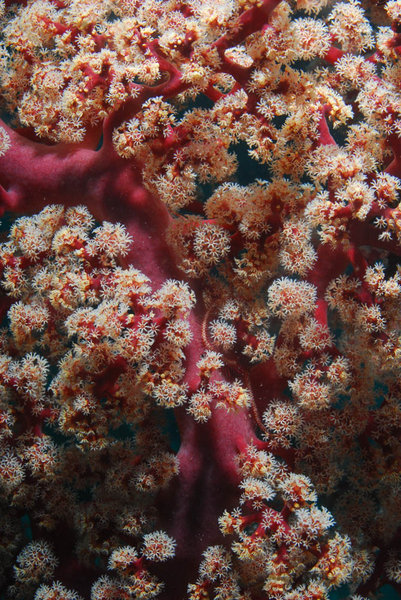 A close up of soft coral