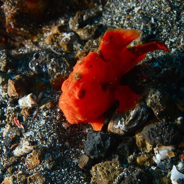 Small frogfish at the lembeh straight