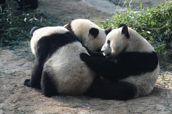 Pandas having fun