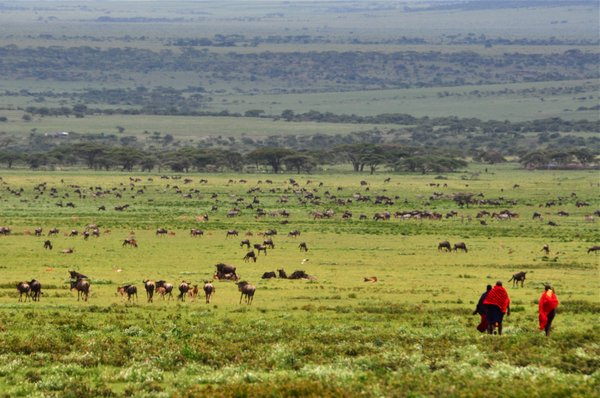Masai walking fairly fearlessly towards their cattle