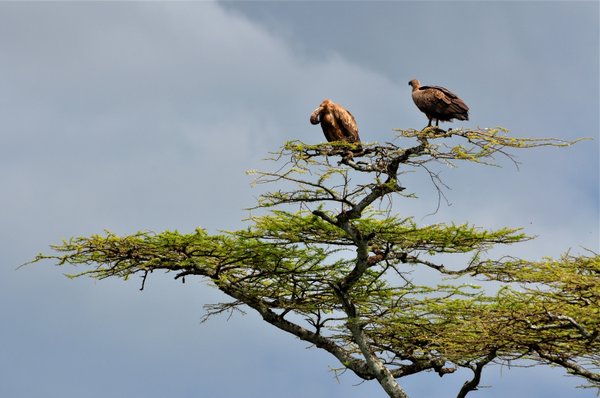 Vultures eying up dinner