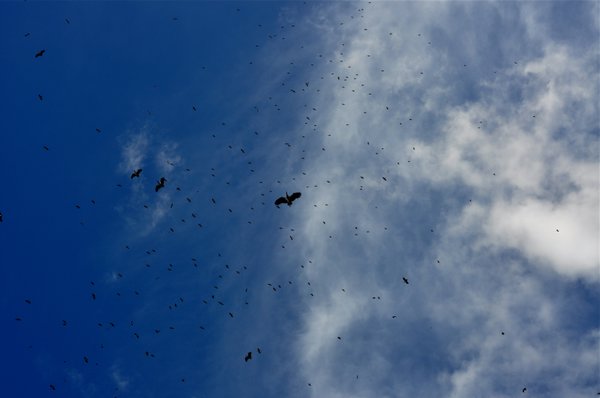 Storks over Lake Ndutu