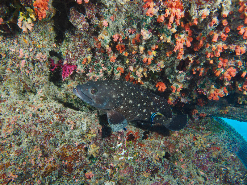 A nice grouper sits there