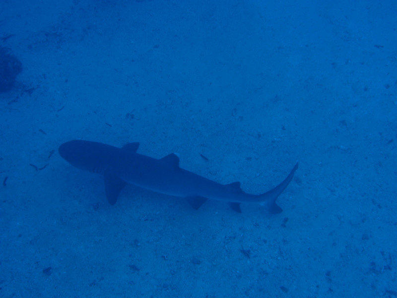 A shark hangs out at the base of Miil channel