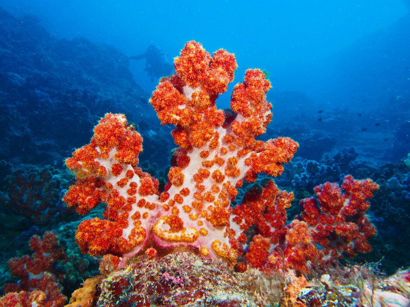 Soft coral in Miil Channel