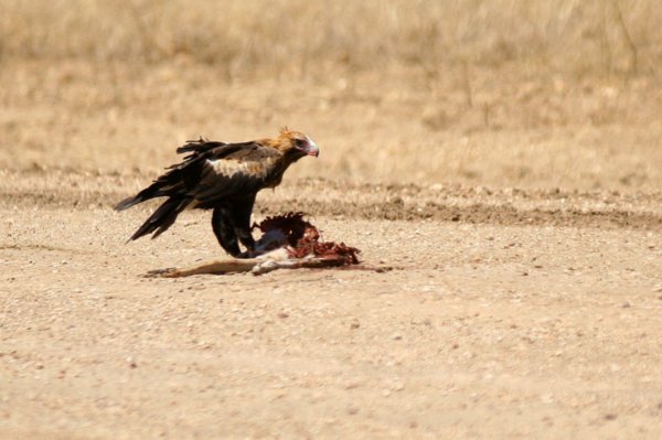 Wedge-tailed eagle cleaning up some roadkill