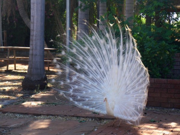 White peacocks seem to be quite common here