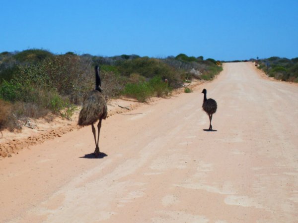 Emu and baby (it's the daddy who cares for them btw) on the road out of Shark Bay