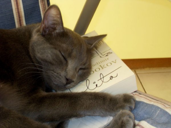 Tigger, one of the two housecats. He loves his English literature almost as much as I do, although for different reasons 
