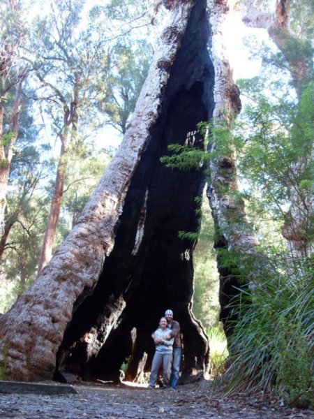 Giant Tingle Tree