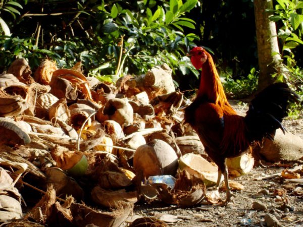 Nothing says 'Indonesia' more than this: a scrawny rooster digging through a pile of discarded coconut shells