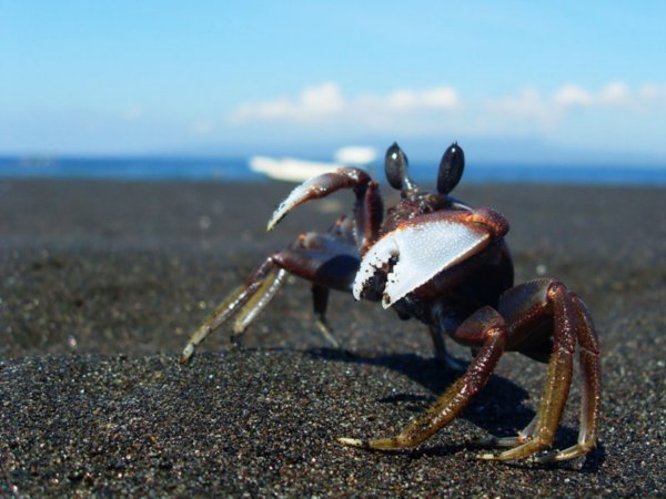 Little crab on the beach