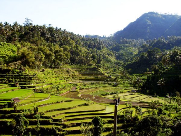 Rice paddies in the hills between Amplapura en Amed