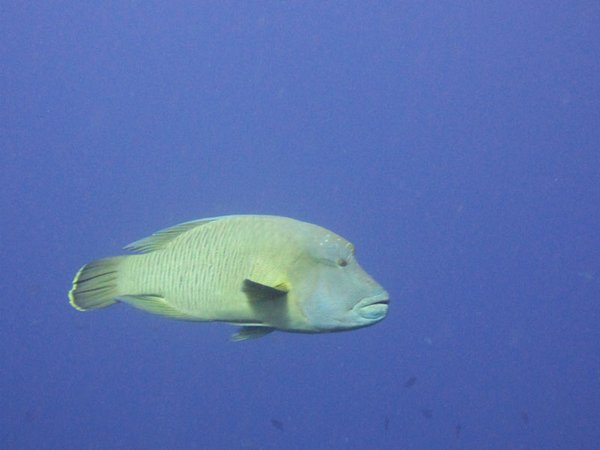 A big Napoleon Wrasse. You can't get a real sense of scale on this picture but I guess he's about 1.2 meters long