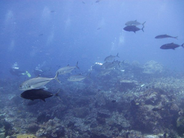 Castle Rock, Komodo. The trevally here swam in pairs with one silver and one black. Very odd.