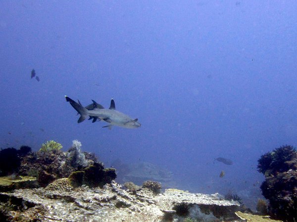 Bad picture but it's a white tip reef shark of about 1,5 meters