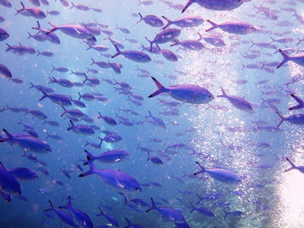 Big school of fusiliers. After a while the trevally started swooping through it hunting for dinner. Awesome!