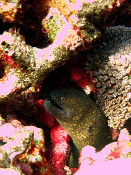 Moray eel. I love these scary looking beasties