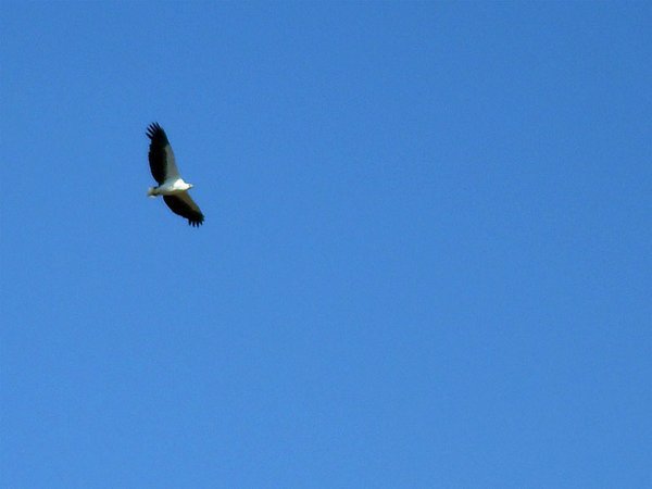 We saw a lot of these sea eagles. Not sure if they're the American kind or the same white-bellied ones as in Australia. If someone does, please let me know