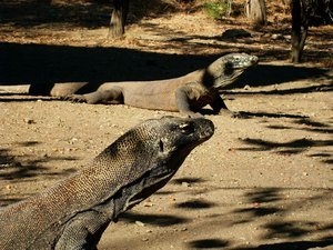 First two Komodo Dragons we saw, right outside the ranger station