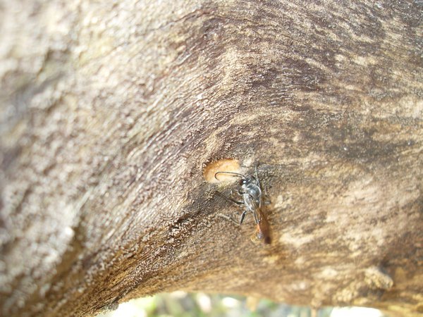 A little wasp building a nest