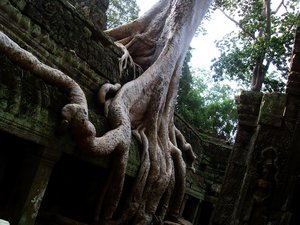 More crazy trees growing on/in Ta Phrom