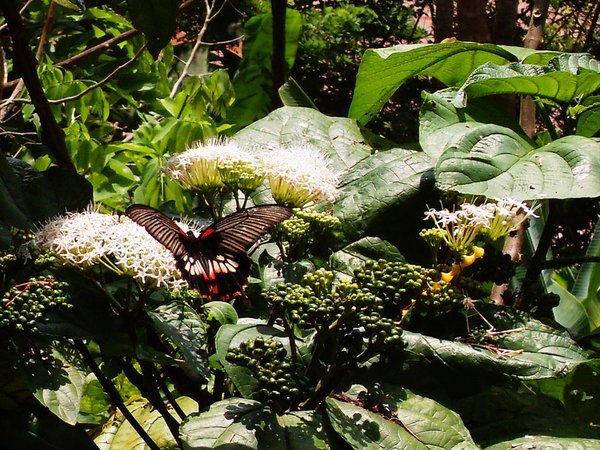 Laos is the country of butterflies. They're everywhere, from small to huge and all beautiful