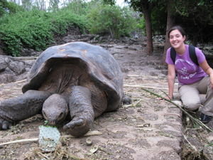 Giant  tortoise