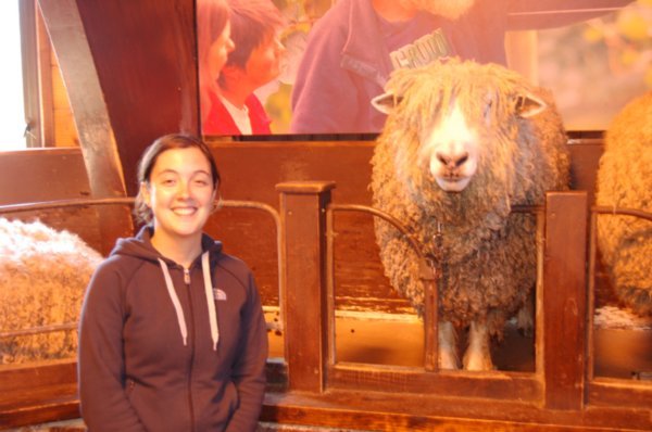 Amy and the sheep