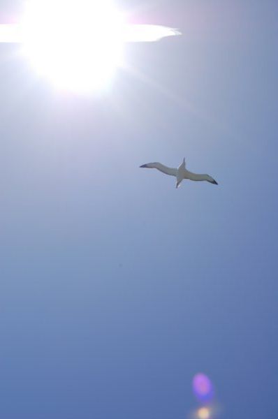 Our albatros spotting! 