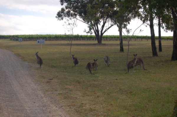 but there really are kangaroos!